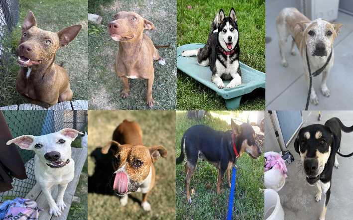 Midlands Pup Shots! October 30