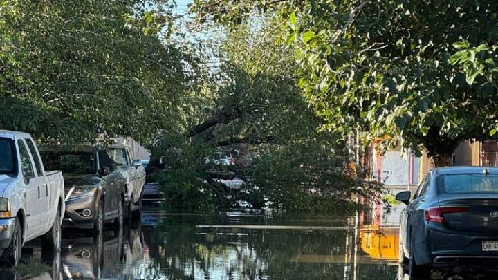 Lluvias derrribaron árbol en la Villa Hermosa