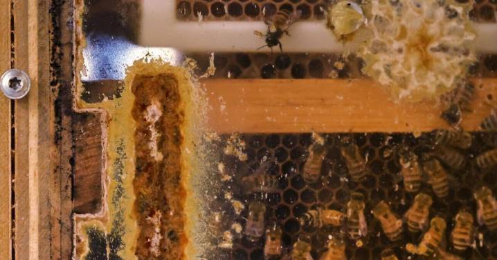 North Carolina school's program harvests 'bee glue' to repair shells of sea turtles