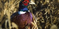 South Dakota pheasant season could break records again this year