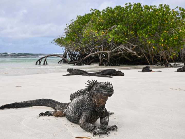 El descubrimiento que explica cómo surgieron los reptiles modernos