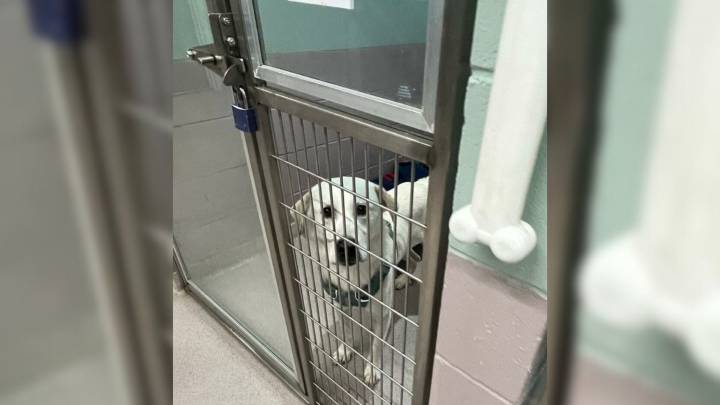 Connecticut Pup Thought He Found A Home, But His Family Gave Him Back Too Soon