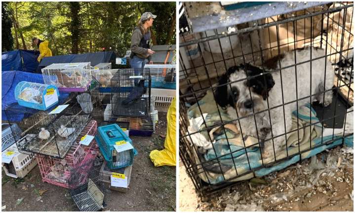 200 animals, elderly woman rescued from Long Island hoarder home