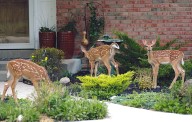 11 Best Deer-Resistant Plants to Protect Your Yard This Fall