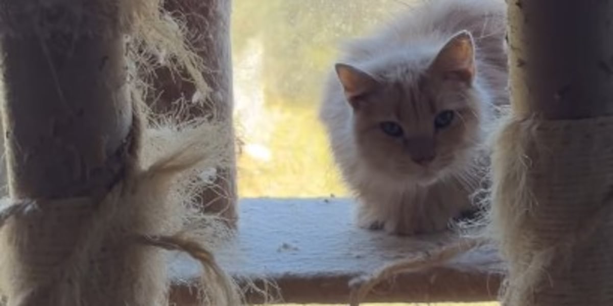 Nearly two dozen cats removed from deplorable conditions after owner dies
