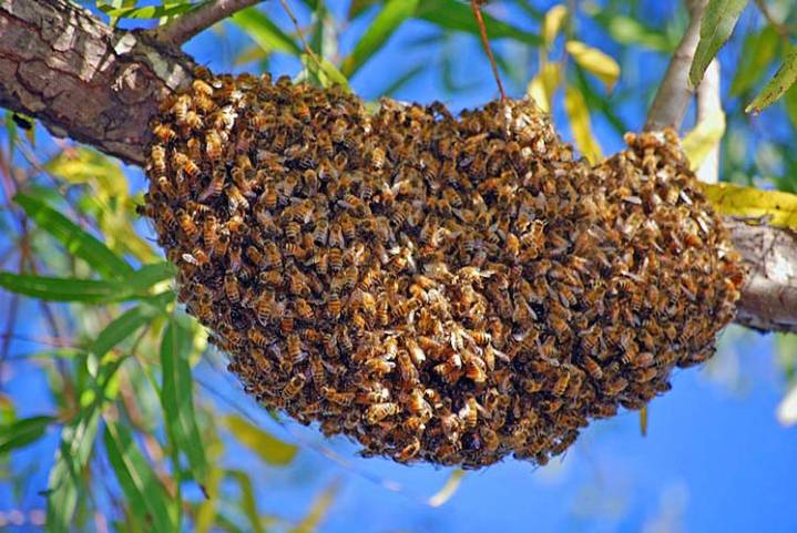 9-Year-Old Boy Dies After Bee Sting in Mzuzu