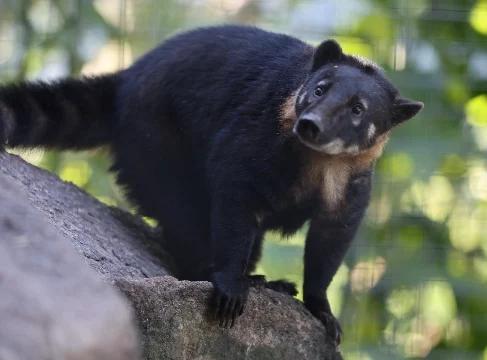 Cinco centros de cría en la Selva Central reciben reconocimiento por su buena gestión de fauna silvestre