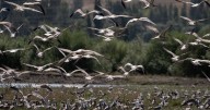 Ominous warning issued for humans as birds suddenly develop 'unsettling' behaviour