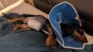 More pets being abandoned or surrendered as unexpected health expenses and cost
