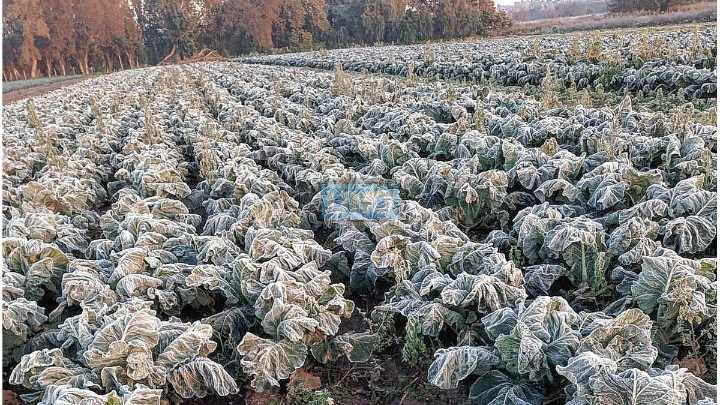 Disponen emergencia agropecuaria en Entre Ríos por heladas y granizo