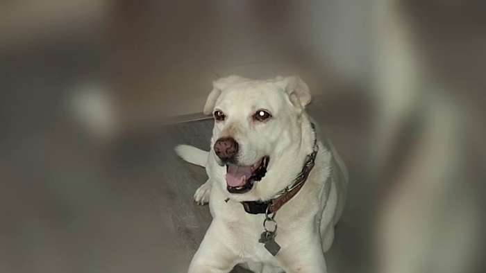 Spring woman says she has had 5 encounters with loose, aggressive dogs; latest encounter took her dog’s life