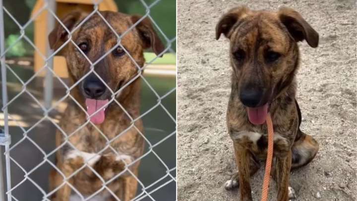 What A California Shelter Worker Did For A Forgotten Dog Sparked An Unbelievable Turn