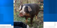 Massive hog initially mistaken for bear on Lexington property