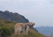 Hallan muerto al segundo perro que acompañaba a la montañera navarra de 27 años fallecida en Panticosa