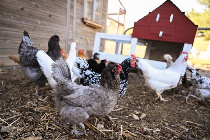 Backyard chickens could be at risk as avian flu reports spread north of Las Vegas