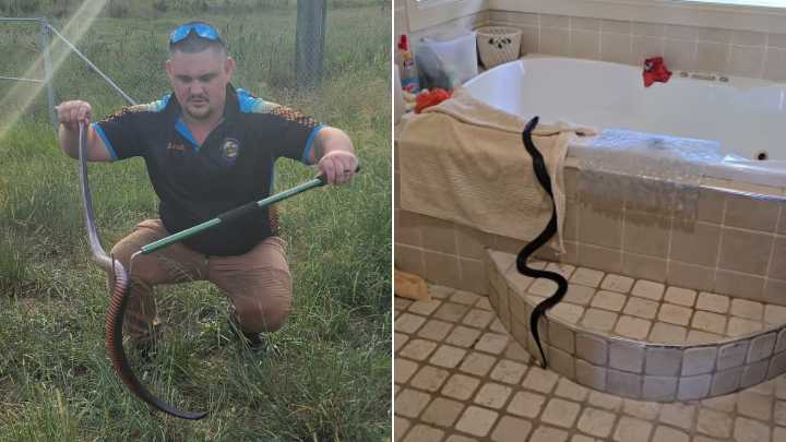 Australians warned to keep their pets safe as snake activity increases
