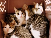 Gananoque & District Humane Society holding gift card fundraiser