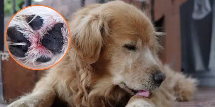 ¿Por qué los perros se lamen mucho sus patas?: conoce las causas más comunes y los riegos para su salud