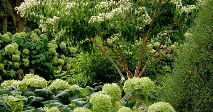 ON GARDENING: The Temple of Bloom is home to favorite butterflies