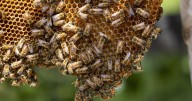 The tiniest patient: Teaching veterinarians to treat bees