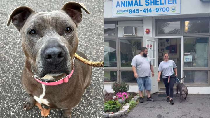 New York Shelter Dog Waits 640 Days For A Home, Then Gets A Farewell She’ll Never Forget