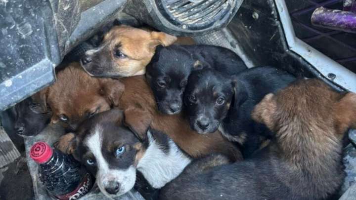 Kentucky Couple On ATV Ride Meets Seven Puppies Desperately Seeking Help