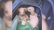 Two Frightened Puppies In Georgia Hid From the World Until Love Helped Them Believe Again