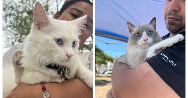 Cacle, cacle… suspenden en octubre adopción gatos en el DABA