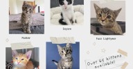 HES offering 50% off adoption fees for kittens through October 31