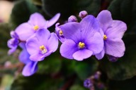 Florece sin parar bajo el sol: la trepadora de flores violetas más resistente del verano