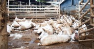 Devastadora inundación arrasa con ganado y producción de alimentos