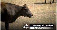 Colorado cattle ranchers upset over Trump's proposed increase in beef from Argentina