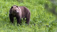 B.C. hikers in stable condition after being attacked by grizzly bear