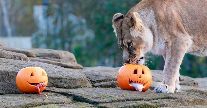 Animals at Five Sisters Zoo in West Lothian get into Halloween spirit