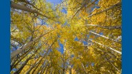 The science behind fall's deep blue skies