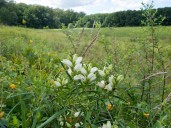 Garden Q&A: What fall-blooming perennials can I add to the garden? – Baltimore Sun
