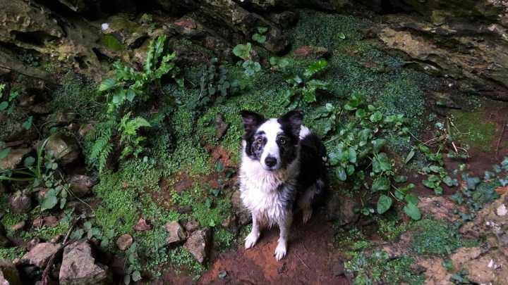 Qué hacer cuando un perro empieza a perder la vista: señales y adaptación en casa