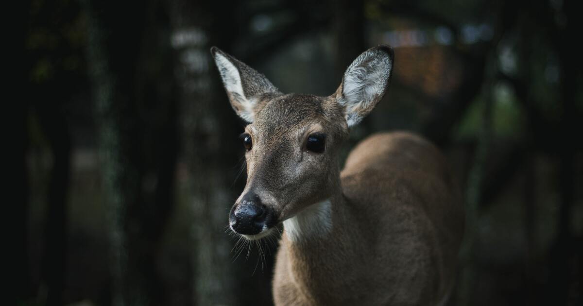 Deer collisions increase by 16% in the week following time change, Environment Colorado finds
