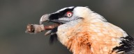Medieval Artifacts Uncovered in Vulture Nests Across Southern Spain