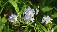 Iris japónica, la planta pariente de las orquídeas que es perfecta para engalanar tu jardín: así podés cuidarla