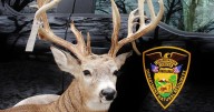 New DNR license system in place ahead of hunting season