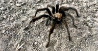 Tarantula mating season is in full swing. Not everyone comes out alive