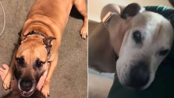 North Carolina Man Posts A Video That Reveals His Dog’s Emotional Evolution Over Time