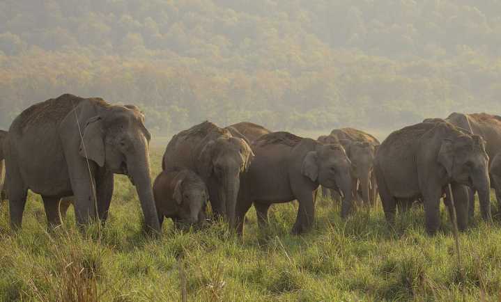 Elephant Attack in Ganjam Claims Life of Local Resident