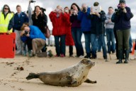 Arctic seals and more than half of bird species are in trouble on latest list of threatened species