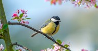 Birds will keep returning to garden if you ditch seeds and put 1 thing outside