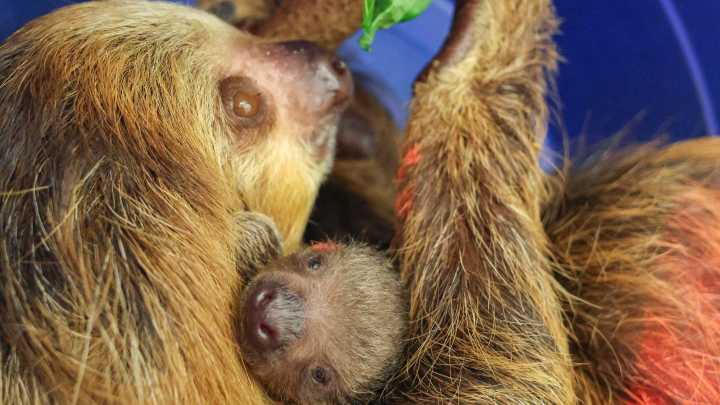 Roger Williams Park Zoo new baby sloth has a name