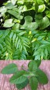 5 Ayurvedic Leaves to Naturally Reduce Uric Acid Levels