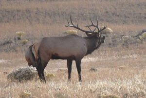 Fall trip to Yellowstone brings out the wildlife