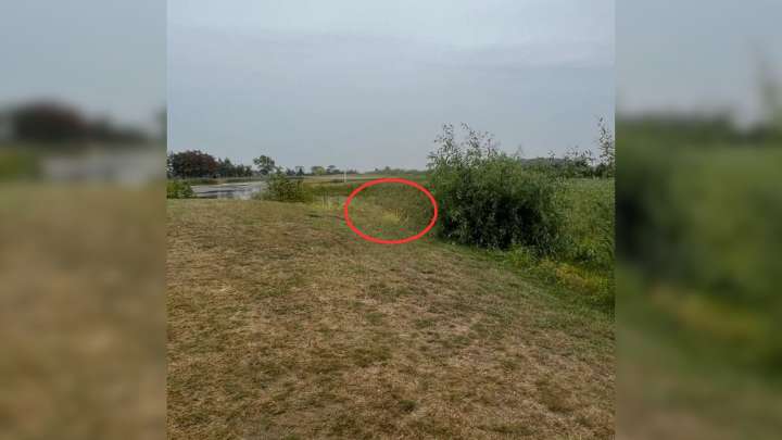 Michigan Rescuers Jump Into Action To Save Two Abandoned Feathered Friends From Golf Course
